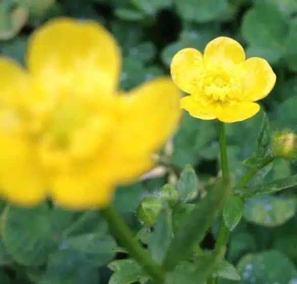 Yellow Flowers Close Up 