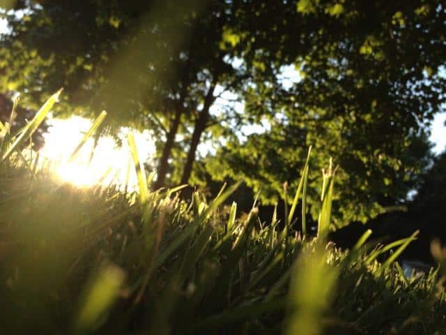 Grass with Sun Shining Through - Nature iphone photograph